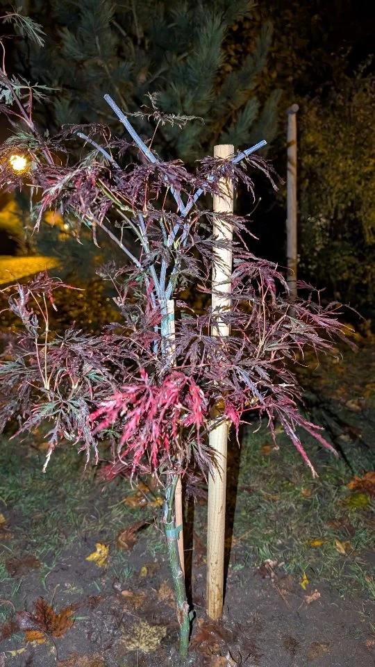 Wir wurden für die #baumpflanzchallenge nominiert!
Unser kleines, feines Bäumchen zeigt sich nun stolz vor unserer Stadtkirche St. Jakobus und darf ab sofort wachsen und großartige Abenteuer erleben. 🌳

Danke an das Linzgautheater Pfullendorf für die Nominierung :)
Wir sind nun stolze Baumeltern eines kleinen Schlitzahorns und haben zum ersten Mal einen Baum gepflanzt!!

Wir nominieren unsere lieben Freunde der Pfadfinderstämme @dpsg_hechingen & @dpsgsigmaringen.
Ihr habt nun ab sofort auch 2 Wochen Zeit einen Baum zu pflanzen. Wenn ihr das nicht schafft, müsst ihr die genannte Aufgabe aus dem Video erfüllen ;)

Wir wünschen euch viel Spaß mit der Challenge und sind gespannt auf eure Bäume. 😄

Eure DPSG Pfullendorf ⚜️